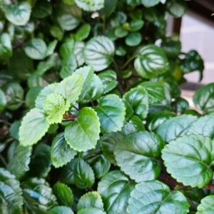 1 Pot with 2 Green Swedish Ivy Plant Plants Live for Planting, 3-6 Inch Tall, Plectranthus Swedish Ivy Herb Live Starter Plants, Swedish Ivy Mint Plant Hanging Basket Houseplant