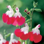 1 Pot with 2 Hot Lips Salvia Plants for Planting, 3-6 Inch Tall, Turn Red on Summer, Sage Shrub Grow Indoors Outdoor