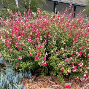 1 Pot with 2 Hot Lips Salvia Plants for Planting, 3-6 Inch Tall, Turn Red on Summer, Sage Shrub Grow Indoors Outdoor