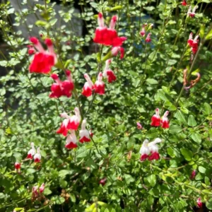 1 Pot with 2 Hot Lips Salvia Plants for Planting, 3-6 Inch Tall, Turn Red on Summer, Sage Shrub Grow Indoors Outdoor