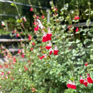 1 Pot with 2 Hot Lips Salvia Plants for Planting, 3-6 Inch Tall, Turn Red on Summer, Sage Shrub Grow Indoors Outdoor