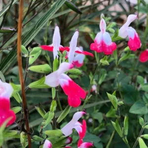 1 Pot with 2 Hot Lips Salvia Plants for Planting, 3-6 Inch Tall, Turn Red on Summer, Sage Shrub Grow Indoors Outdoor