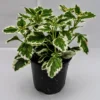 1 Pot with 2 Variegated Swedish Ivy Plants Live for Planting, 3-6 Inch Tall, Plectranthus Australis Swedish Ivy House Plants, Live Swedish Ivy Vine Creeping Charlie