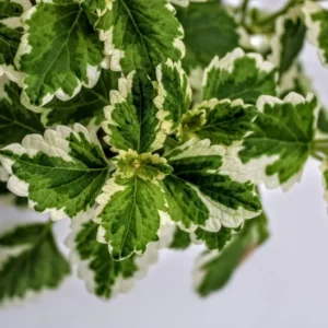 1 Pot with 2 Variegated Swedish Ivy Plants Live for Planting, 3-6 Inch Tall, Plectranthus Australis Swedish Ivy House Plants, Live Swedish Ivy Vine Creeping Charlie