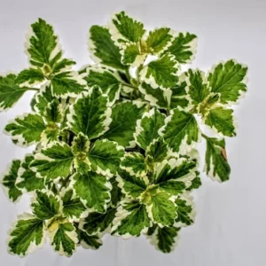 1 Pot with 2 Variegated Swedish Ivy Plants Live for Planting, 3-6 Inch Tall, Plectranthus Australis Swedish Ivy House Plants, Live Swedish Ivy Vine Creeping Charlie