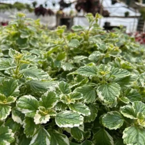 1 Pot with 2 Variegated Swedish Ivy Plants Live for Planting, 3-6 Inch Tall, Plectranthus Australis Swedish Ivy House Plants, Live Swedish Ivy Vine Creeping Charlie