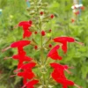 1 Pot with 2 Vista Red Salvia Plants Live for Planting, 3-6 Inch Tall, Plant Live Herb for Grow Indoors Outdoor