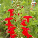 1 Pot with 2 Vista Red Salvia Plants Live for Planting, 3-6 Inch Tall, Plant Live Herb for Grow Indoors Outdoor