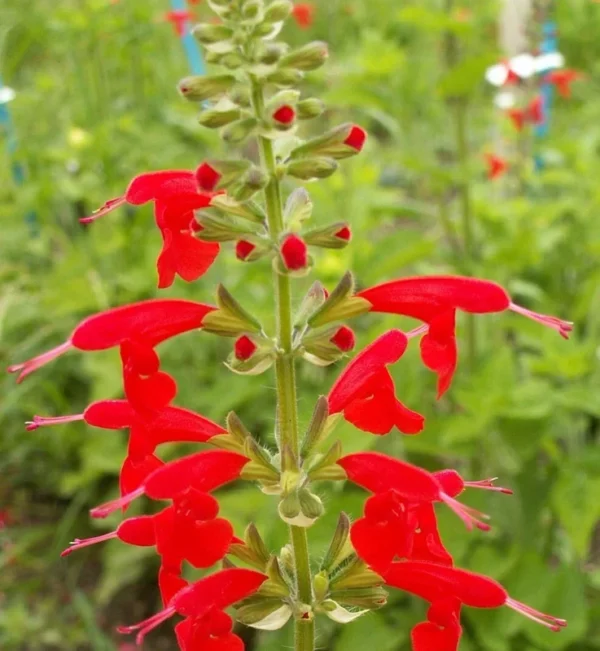 1 Pot with 2 Vista Red Salvia Plants Live for Planting, 3-6 Inch Tall, Plant Live Herb for Grow Indoors Outdoor