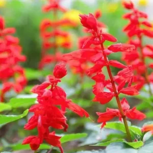 1 Pot with 2 Vista Red Salvia Plants Live for Planting, 3-6 Inch Tall, Plant Live Herb for Grow Indoors Outdoor