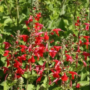 1 Pot with 2 Vista Red Salvia Plants Live for Planting, 3-6 Inch Tall, Plant Live Herb for Grow Indoors Outdoor