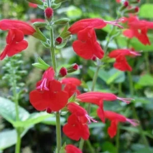 1 Pot with 2 Vista Red Salvia Plants Live for Planting, 3-6 Inch Tall, Plant Live Herb for Grow Indoors Outdoor