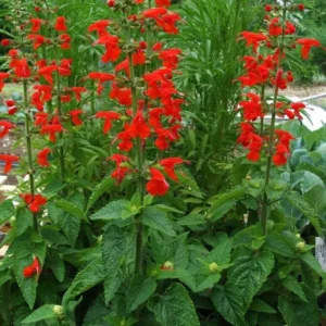 1 Pot with 2 Vista Red Salvia Plants Live for Planting, 3-6 Inch Tall, Plant Live Herb for Grow Indoors Outdoor