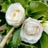 1 Victory White Camellia Plant - 4 Inch Pot - White Flowers - Evergreen Shrub