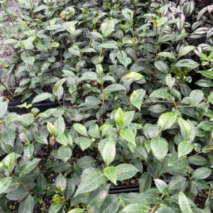 1 Victory White Camellia Plant - 4 Inch Pot - White Flowers - Evergreen Shrub