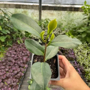 1 Victory White Camellia Plant - 4 Inch Pot - White Flowers - Evergreen Shrub