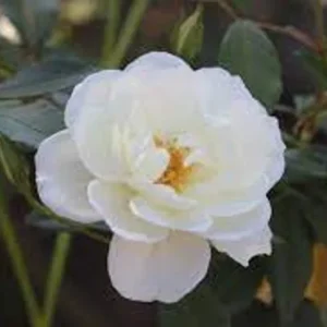 1 Victory White Camellia Plant - 4 Inch Pot - White Flowers - Evergreen Shrub