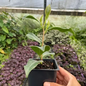 1 Victory White Camellia Plant - 4 Inch Pot - White Flowers - Evergreen Shrub