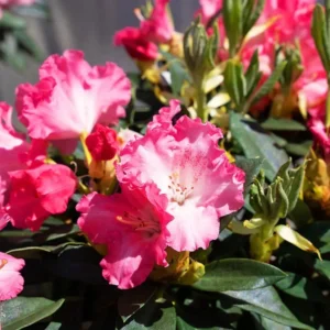 Pink and White Rhododendron Plant - Gallon Pot - Flowering Shrub