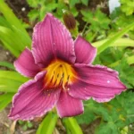 2 Grape Magic Daylily Plant - 3.5 Inch Pot - Purple Reblooming Perennial