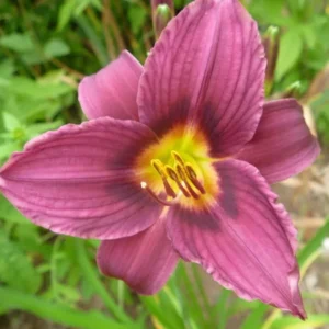 2 Grape Magic Daylily Plant - 3.5 Inch Pot - Purple Reblooming Perennial