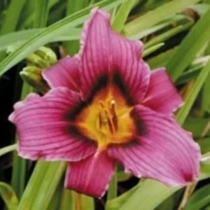 2 Grape Magic Daylily Plant - 3.5 Inch Pot - Purple Reblooming Perennial