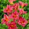 2 Summer Wine Daylily Plant - 3.5 Inch Pot - Garden Perennial