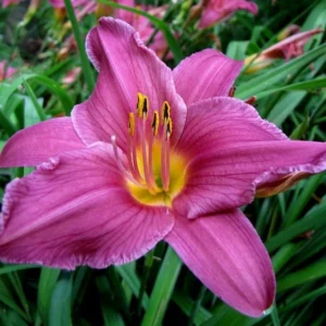 2 Summer Wine Daylily Plant - 3.5 Inch Pot - Garden Perennial