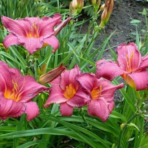 2 Summer Wine Daylily Plant - 3.5 Inch Pot - Garden Perennial