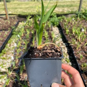 2 Summer Wine Daylily Plant - 3.5 Inch Pot - Garden Perennial