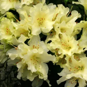 Light Yellow Rhododendron Plant - Gallon Pot - Flowering Shrub
