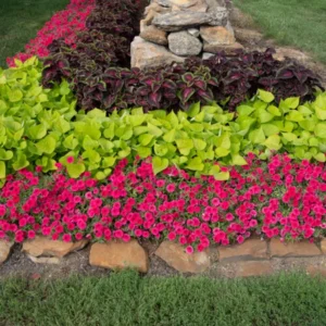 1 Pot Sweet Potato Vine Green Plant Live for Planting, 3-6 Inch Tall, Live Trailing Foliage Plant, Fast-Growing Ornamental Vine for Hanging Baskets, Patio Containers & Garden Borders