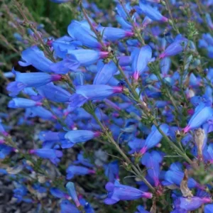 Penstemon Electric Blue Plant - 1 Gallon Pot - Flowering Azalea Rhododendron