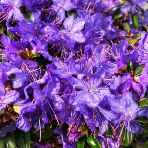 Purple Rhododendron Plant - 1 Gallon Pot - Flowering Shrub