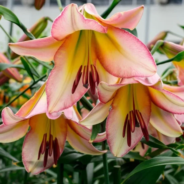 3 Bejing Moon Tree Lily Bulbs - Choose Your Amount