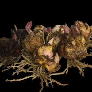 3 Bejing Moon Tree Lily Bulbs - Choose Your Amount