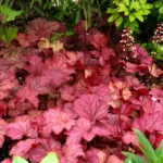 3 Berry Smoothie Heuchera Plant - 3 Inch Plug Size - Coral Bells