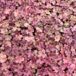 3 Berry Smoothie Heuchera Plant - 3 Inch Plug Size - Coral Bells