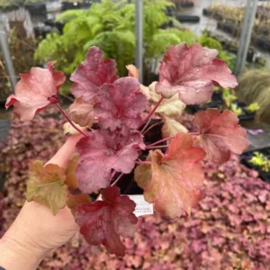 3 Berry Smoothie Heuchera Plant - 3 Inch Plug Size - Coral Bells
