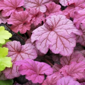 3 Berry Smoothie Heuchera Plant - 3 Inch Plug Size - Coral Bells