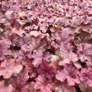 3 Berry Smoothie Heuchera Plant - 3 Inch Plug Size - Coral Bells