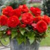 3 Double Red Begonias Camelia Style Bareroot - Red Flowers