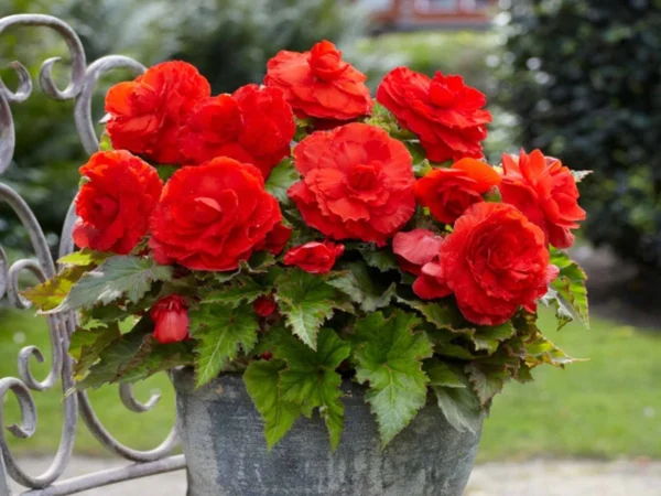 3 Double Red Begonias Camelia Style Bareroot - Red Flowers