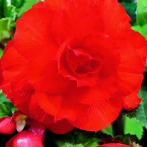 3 Double Red Begonias Camelia Style Bareroot - Red Flowers