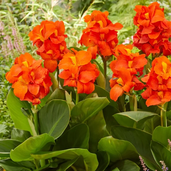 3 Happy Cleo Canna Lily Bareroot