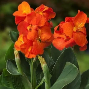 3 Happy Cleo Canna Lily Bareroot