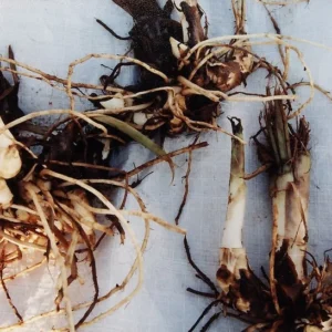 3 Happy Cleo Canna Lily Bareroot