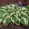 3 Patriot Hosta Bareroot Plants - Perennial Shade Plant