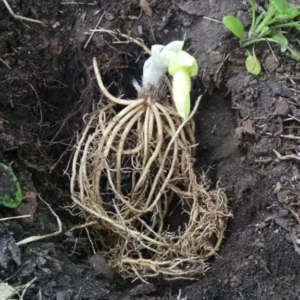 3 Patriot Hosta Bareroot Plants - Perennial Shade Plant