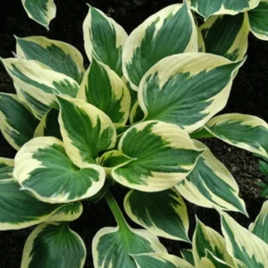 3 Patriot Hosta Bareroot Plants - Perennial Shade Plant